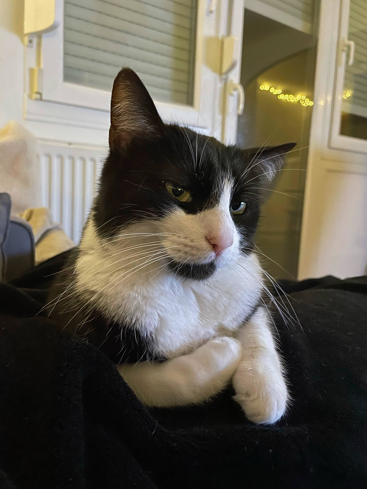 Goten a rejoint le concours — aidez-le/la à gagner de superbes lots ! carnivore, cat, comfort, domestic_short_haired_cat, eye, felidae, fur, head, leg, monochrome_photography, sitting, small_to_medium_sized_cats, snout, tail, whiskers, window