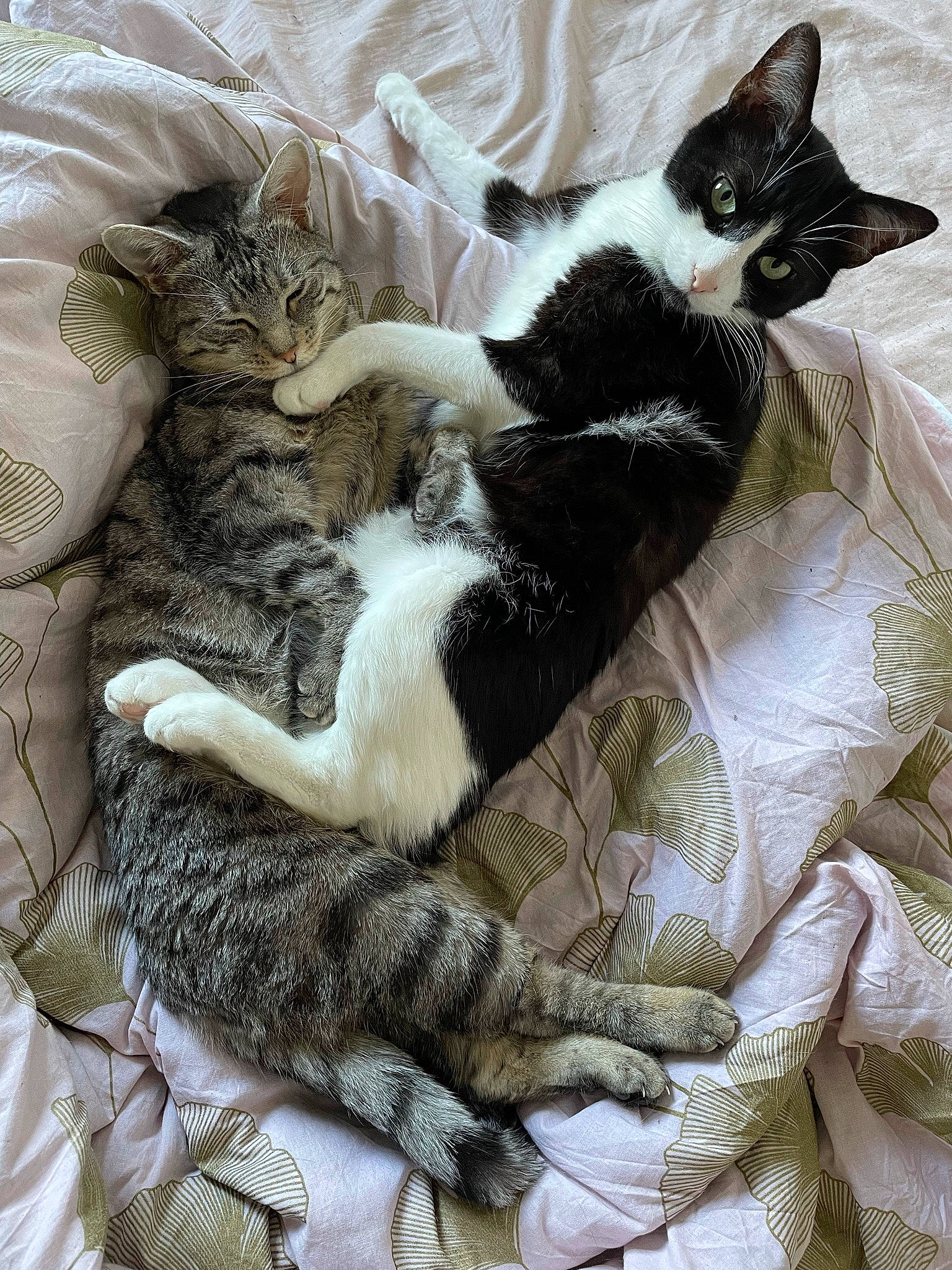 Goten a rejoint le concours — aidez-le/la à gagner de superbes lots ! bed, bedding, blanket, carnivore, cat, cat_supply, claw, comfort, domestic_short_haired_cat, felidae, fur, linens, mammal, nap, pattern, paw, small_to_medium_sized_cats, tail, vertebrate, whiskers