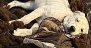 Dempsey joined the competition — help win amazing prizes! animal, blanket, brown_blanket, cage, comfort, cozy, crate, dog, fur, indoors, nap, peaceful, pet, quiet, relaxation, resting, shadow, sleeping, sunlight, white_dog