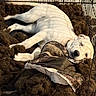 animal, blanket, brown_blanket, cage, comfort, cozy, crate, dog, fur, indoors, nap, peaceful, pet, quiet, relaxation, resting, shadow, sleeping, sunlight, white_dog
