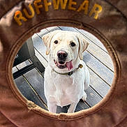 Dempsey joined the competition — help win amazing prizes! animal, brown, canine, collar, cute, daylight, dog, dog_toy, fun, happy, labrador, looking_up, outdoor, pet, playful, ruffwear, summer, tongue_out, white, wooden_deck
