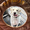 animal, brown, canine, collar, cute, daylight, dog, dog_toy, fun, happy, labrador, looking_up, outdoor, pet, playful, ruffwear, summer, tongue_out, white, wooden_deck