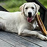 Dempsey joined the competition — help win amazing prizes! animal, canine, closeup, dog, ears, fur, greenery, happy, labrador, lying_down, nose, outdoor, paw, pet, playful, resting, tongue_out, toy, white_dog, wooden_deck