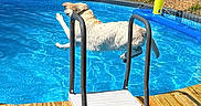 dog, pool, water, jumping, outdoor, summer, sunlight, wooden_deck, playful, animal, blue, daylight, pet, canine, leap, wet, recreation, fun, nature, backyard