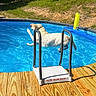 Dempsey joined the competition — help win amazing prizes! animal, backyard, blue, canine, daylight, dog, fun, jumping, leap, nature, outdoor, pet, playful, pool, recreation, summer, sunlight, water, wet, wooden_deck