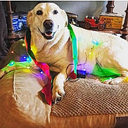 Chloe is registered to the contest to win money with this photo: canine, colorful, cozy, cute, decor, dog, dog_bed, furniture, happy, holiday_lights, home, indoor, labrador, pet, relaxed, resting, ribbons, smiling, string_lights, yellow_dog