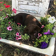 Lucy joined the competition — help win amazing prizes! cute, dog, flowers, fur, garden, greenery, laying_down, nature, outdoor, pet, pink_flowers, plants, puppy, purple_flowers, rustic, soil, sunlight, vintage_planter, white_flowers, young_dog