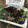 cute, dog, flowers, fur, garden, greenery, laying_down, nature, outdoor, pet, pink_flowers, plants, puppy, purple_flowers, rustic, soil, sunlight, vintage_planter, white_flowers, young_dog