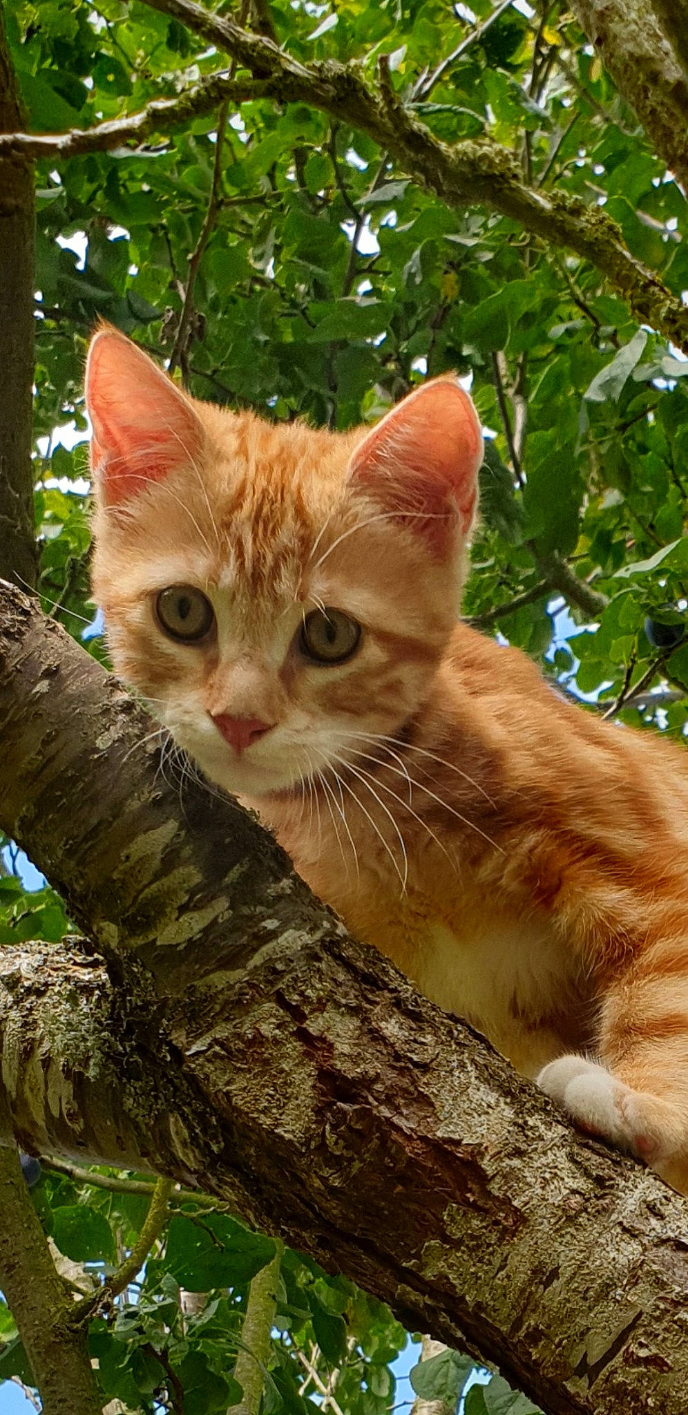 Rouky participe au concours pour gagner de l'argent avec cette photo : carnivore, cat, domestic_short_haired_cat, fawn, felidae, fur, gesture, grass, natural_landscape, photo_caption, plant, small_to_medium_sized_cats, snout, tail, terrestrial_animal, tree, trunk, whiskers, wildlife, wood