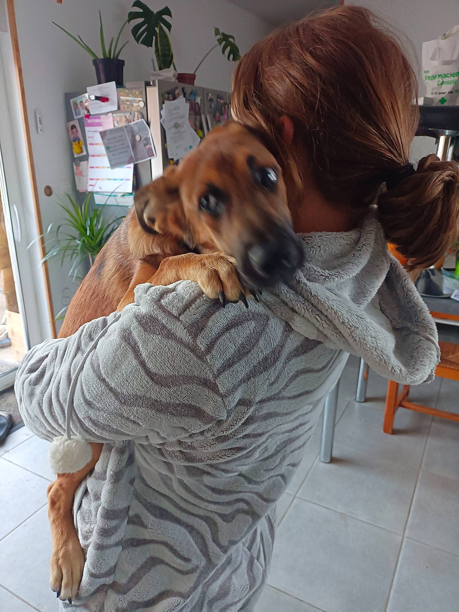 Nino participe au concours pour gagner de l'argent avec cette photo : canidae, carnivore, chair, comfort, companion_dog, dog, dog_breed, dog_supply, fawn, flooring, fur, guard_dog, houseplant, liver, plant, sitting, snout, sporting_group, whiskers, working_animal