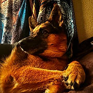 Rusty joined the competition — help win amazing prizes! dog, german_shepherd, pet, animal, fur, paw, lying_down, indoors, cozy, soft_light, warm_colors, portrait, canine, relaxed, looking_away, texture, fabric, comfort, closeup, domestic_animal
