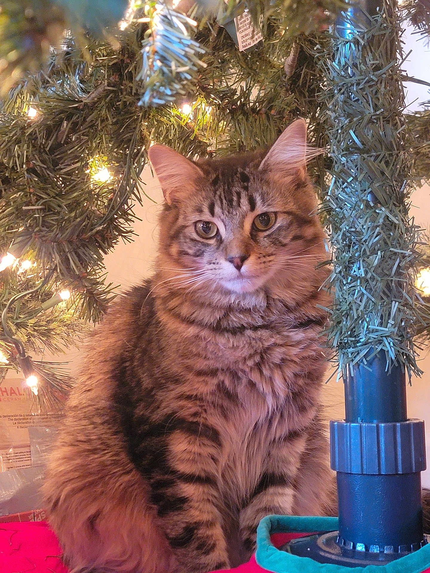 Nugget joined the competition — help win amazing prizes! cat, tabby, christmas_tree, holiday_lights, pine_needles, fluffy, pet, animal, indoor, festive, decorations, tree_stand, feline, cute, domestic_cat, whiskers, ears, sitting, fur, holiday