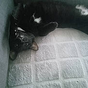 Nina a rejoint le concours — aidez-le/la à gagner de superbes lots ! cat, black_cat, upside_down, pet, feline, resting, blanket, fabric, texture, couch, indoor, cozy, fur, whiskers, paw, relaxed, animal, cute, home, sleepy