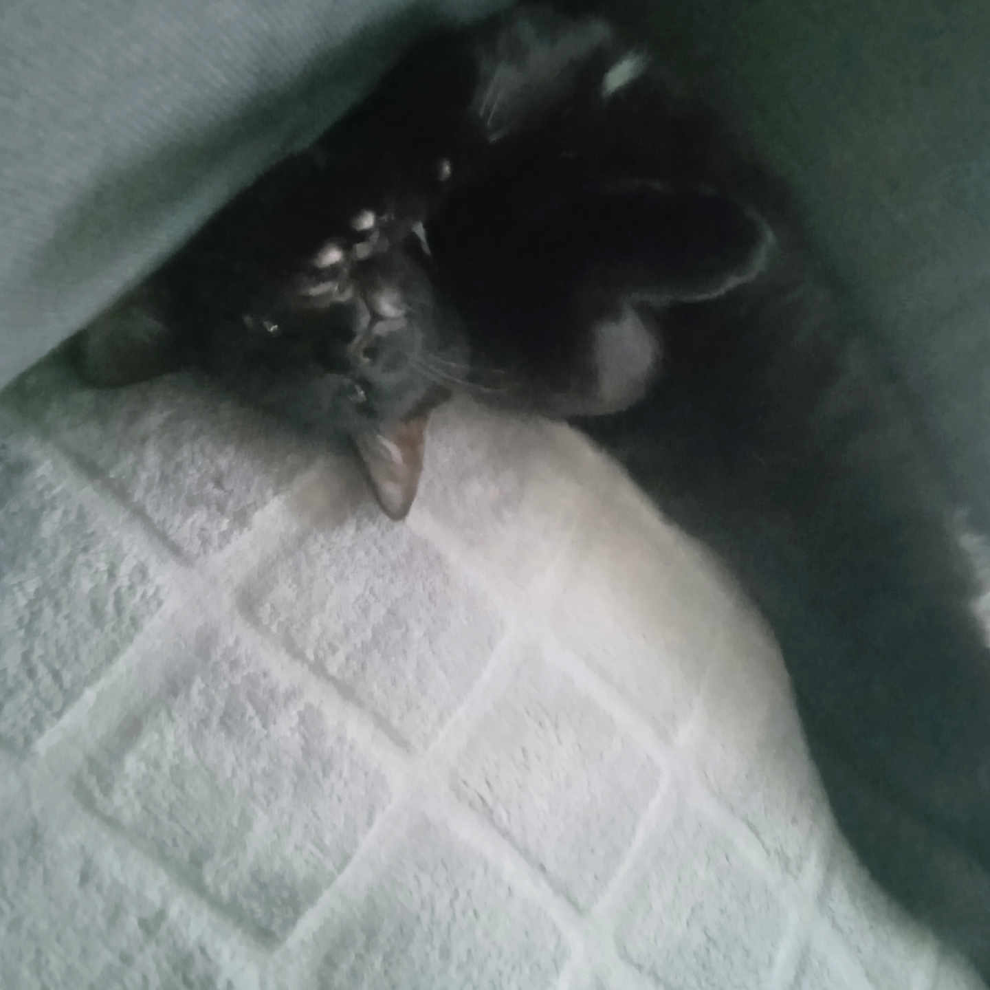 Nina a rejoint le concours — aidez-le/la à gagner de superbes lots ! animal, black_cat, blanket, cat, close_up, comfort, cozy, curled_up, fur, furniture, hidden, indoor, low_light, pet, quiet, resting, shadow, sleeping, soft_texture, towel