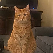 Charlie joined the competition — help win amazing prizes! animal, cat, couch, ears, eyes, face, fur, ginger_cat, indoor, living_room, orange_tabby, paws, pet, portrait, sitting, striped_fur, tail, television, upright, whiskers