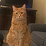 animal, cat, couch, ears, eyes, face, fur, ginger_cat, indoor, living_room, orange_tabby, paws, pet, portrait, sitting, striped_fur, tail, television, upright, whiskers