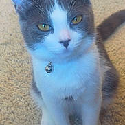 Doja Cat joined the competition — help win amazing prizes! cat, pet, animal, gray_and_white, yellow_eyes, collar, bell, carpet, indoor, cute, feline, sitting, whiskers, ears, tail, fur, domestic_animal, closeup, curious, young_cat