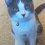 cat, pet, animal, gray_and_white, yellow_eyes, collar, bell, carpet, indoor, cute, feline, sitting, whiskers, ears, tail, fur, domestic_animal, closeup, curious, young_cat