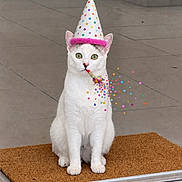 Atlas a rejoint le concours — aidez-le/la à gagner de superbes lots ! cat, white_cat, party_hat, party_blower, confetti, doormat, indoor, floor, tiles, pet, animal, celebration, festive, cute, sitting, pink, colorful, funny, portrait, adorable