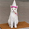 cat, white_cat, party_hat, party_blower, confetti, doormat, indoor, floor, tiles, pet, animal, celebration, festive, cute, sitting, pink, colorful, funny, portrait, adorable