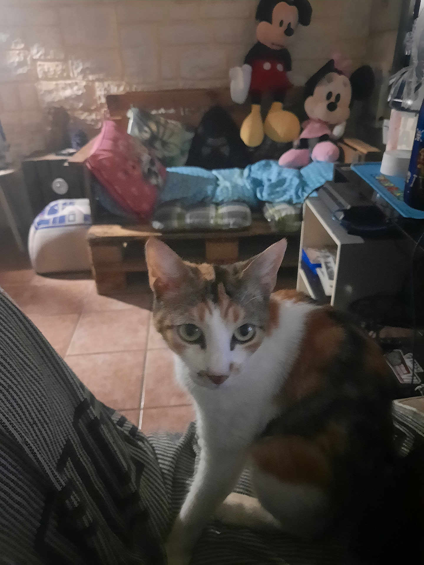 Yoda participe au concours pour gagner de l'argent avec cette photo : animal, bench, calico, cat, curious, cushion, cute, home_interior, indoor, looking_at_camera, mickey_mouse, minnie_mouse, pet, pillow, plush_toy, seated, soft_lighting, striped_fabric, tile_floor, wooden_furniture