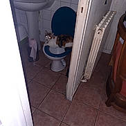 Yoda a rejoint le concours — aidez-le/la à gagner de superbes lots ! animal, bathroom, blue_toilet_seat, calico_cat, cat, chair, door, flash, floor, glowing_eyes, home, indoor, pet, radiator, sink, soap, tiled_floor, tiled_wall, toilet, toilet_paper