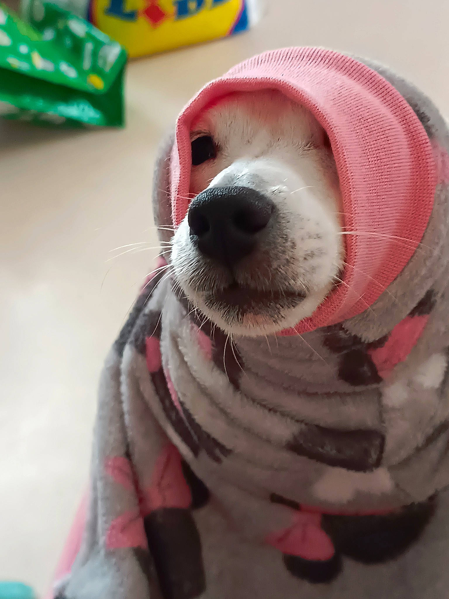 Penny participe au concours pour gagner de l'argent avec cette photo : carnivore, collar, companion_dog, dog, dog_breed, dog_clothes, dog_collar, dog_supply, fawn, fur, helmet, jaw, leash, nose, pet_supply, pink, snout, sporting_group, toy, working_animal