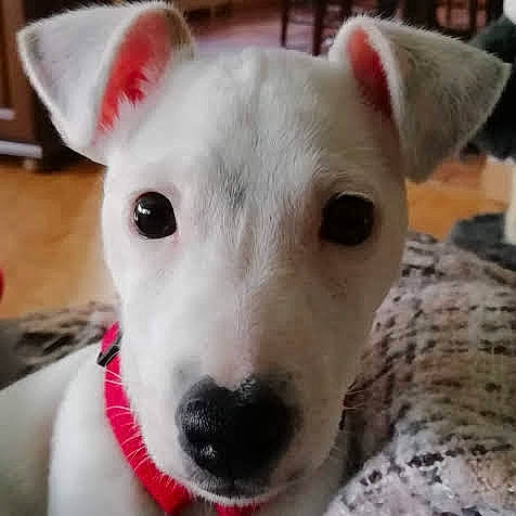 Penny participe au concours pour gagner de l'argent avec cette photo : canidae, carnivore, collar, companion_dog, dog, dog_breed, dog_collar, ear, fawn, head, no_expression, non_sporting_group, old_english_terrier, pet_supply, snout, sporting_group, terrestrial_animal, terrier, whiskers, working_animal