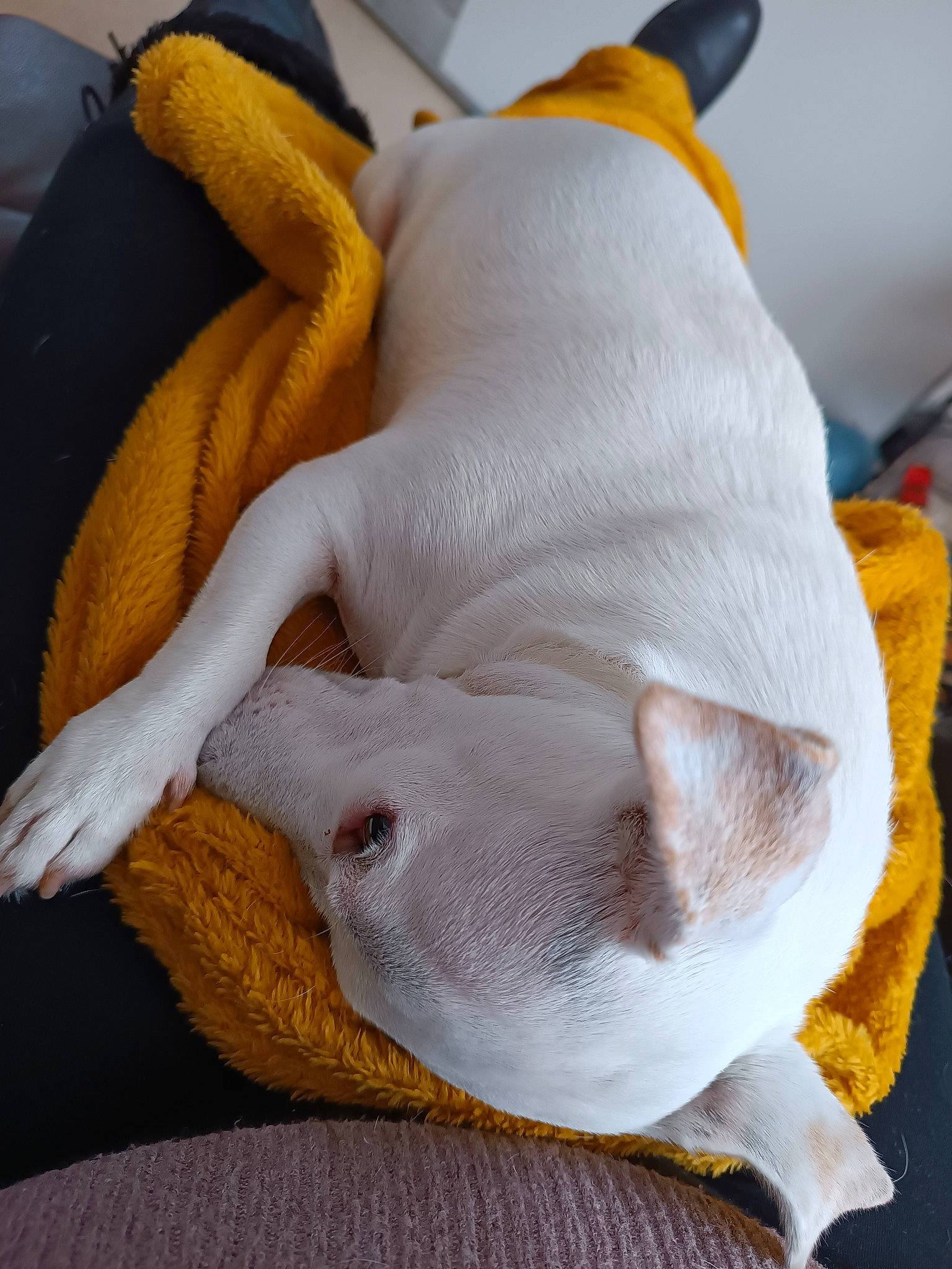 Penny participe au concours pour gagner de l'argent avec cette photo : canidae, comfort, companion_dog, creative_arts, dog_breed, fawn, flooring, fur, grey, linens, plush, snout, stuffed_toy, tail, terrestrial_animal, wood, wool, woolen, working_animal, woven_fabric