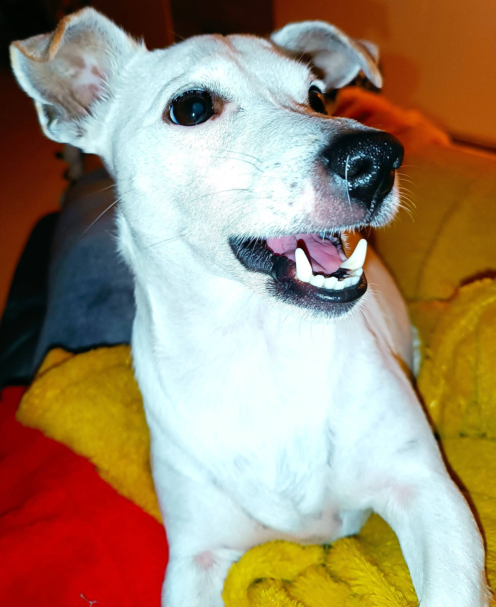 Penny participe au concours pour gagner de l'argent avec cette photo : ancient_dog_breeds, canidae, carnivore, collar, companion_dog, dog, dog_breed, dog_collar, dog_supply, fang, fawn, fur, non_sporting_group, paw, pet_supply, smile, sporting_group, whiskers, working_animal