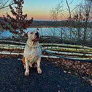 Pablo participe au concours pour gagner de l'argent avec cette photo : dog, outdoor, lake, tree, fence, twilight, sky, nature, leash, pavement, bare_tree, birch_log, animal, pet, sitting, landscape, calm, serene, sunset, forest