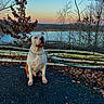animal, bare_tree, birch_log, calm, dog, fence, forest, lake, landscape, leash, nature, outdoor, pavement, pet, serene, sitting, sky, sunset, tree, twilight