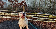 Pablo a rejoint le concours — aidez-le/la à gagner de superbes lots ! animal, autumn, birch_logs, calm, chain_collar, daylight, dog, lake, landscape, leafless_trees, leaves, nature, outdoor, paved_path, pet, scenery, sky, sunset, trees, wooden_fence