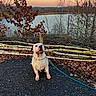 Pablo a rejoint le concours — aidez-le/la à gagner de superbes lots ! dog, chain_collar, paved_path, birch_logs, wooden_fence, lake, trees, leafless_trees, sunset, sky, outdoor, nature, autumn, leaves, calm, animal, pet, daylight, landscape, scenery