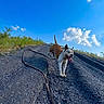 Pablo a rejoint le concours — aidez-le/la à gagner de superbes lots ! animal, blue_sky, brown, clouds, daylight, dog, grass, gravel, happy, hill, landscape, leash, nature, outdoor, pet, playful, running, sunny, tongue_out, white