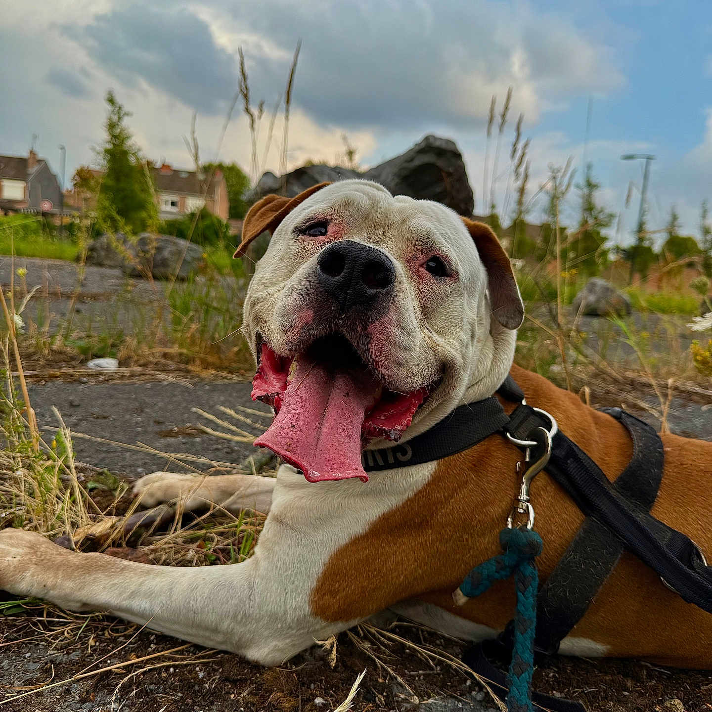 Pablo a rejoint le concours — aidez-le/la à gagner de superbes lots ! dog, tongue, happy, outdoor, grass, sky, clouds, leash, harness, brown, white, pet, canine, playing, nature, house, summer, closeup, animal, ground