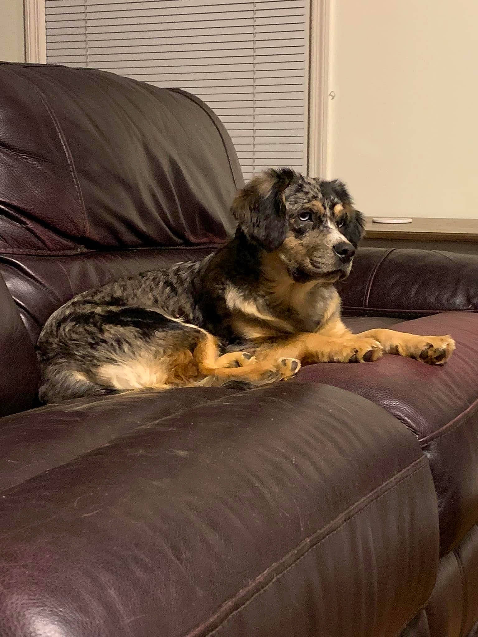 Koda is registered to the contest to win money with this photo: bedding, brown, carnivore, comfort, companion_dog, couch, dog, dog_breed, fawn, flooring, fur, grey, hardwood, living_room, room, terrestrial_animal, vertebrate, whiskers, wood, working_animal