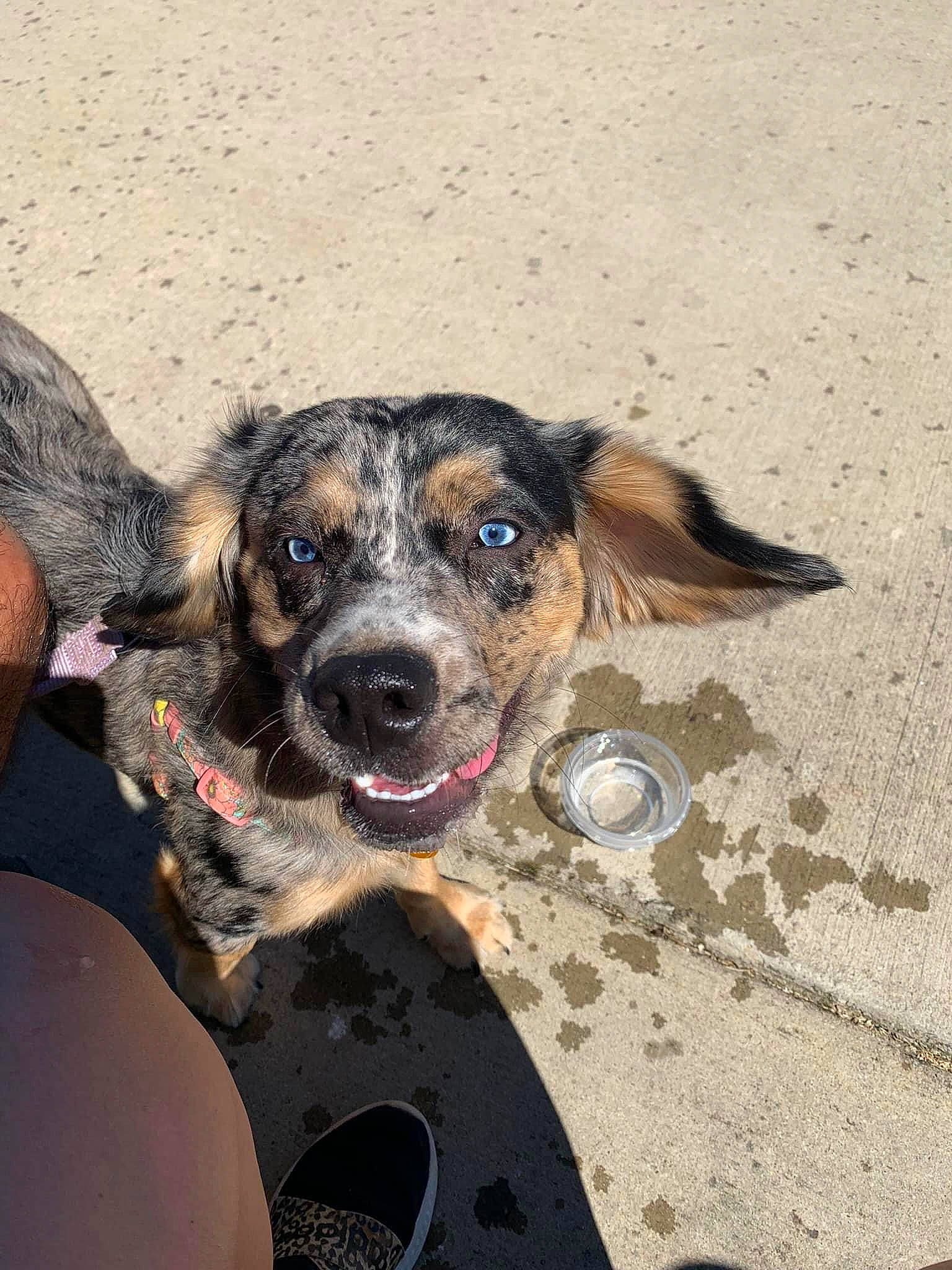 Koda joined the competition — help win amazing prizes! adventure, canidae, carnivore, collar, companion_dog, dog, dog_breed, dog_collar, fashion_accessory, fawn, fur, leash, paw, puppy, soil, sporting_group, street_dog, whiskers, working_animal, working_dog