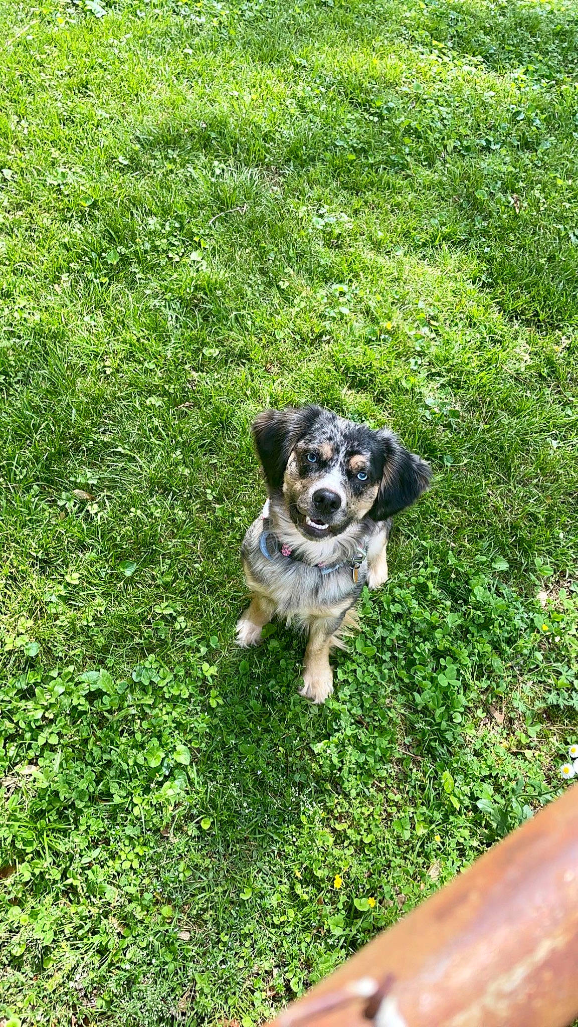 Koda joined the competition — help win amazing prizes! canidae, carnivore, companion_dog, dog, dog_breed, fawn, garden, grass, groundcover, lawn, lure_coursing, plant, puppy, shrub, snout, sporting_group, tail, toy_dog, working_animal, working_dog