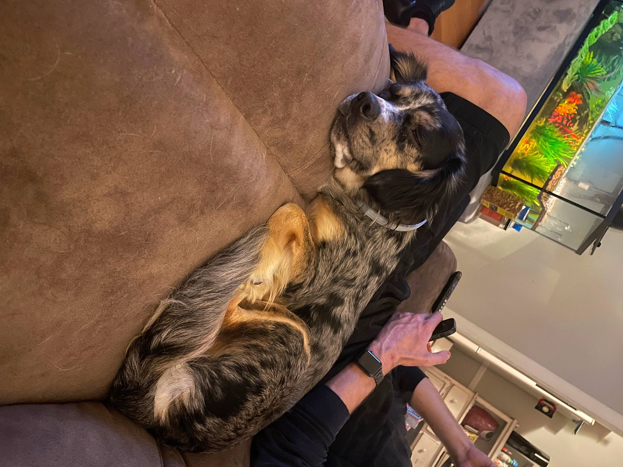 Koda is registered to the contest to win money with this photo: canidae, carnivore, cat, claw, comfort, companion_dog, dog_breed, domestic_short_haired_cat, felidae, flooring, fur, hand, human_leg, machine, paw, room, small_to_medium_sized_cats, sporting_group, tail, whiskers