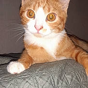 Paul a rejoint le concours — aidez-le/la à gagner de superbes lots ! abyssinian, angora, animal, blanket, cat, kitten, manx, pet, siamese