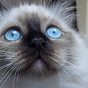 Bamboo a rejoint le concours — aidez-le/la à gagner de superbes lots ! cat, blue_eyes, whiskers, close_up, fluffy, portrait, animal, pet, feline, nose, fur, indoor, cute, muzzle, face, curious, soft, domestic_animal, young_cat, focused