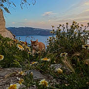 Charly participe au concours pour gagner de l'argent avec cette photo : animal, cat, cliff, curious, dusk, flowers, grass, landscape, mountains, nature, ocean, orange_cat, outdoor, plants, rocks, scenic, sky, sunset, white_cat, wildflowers