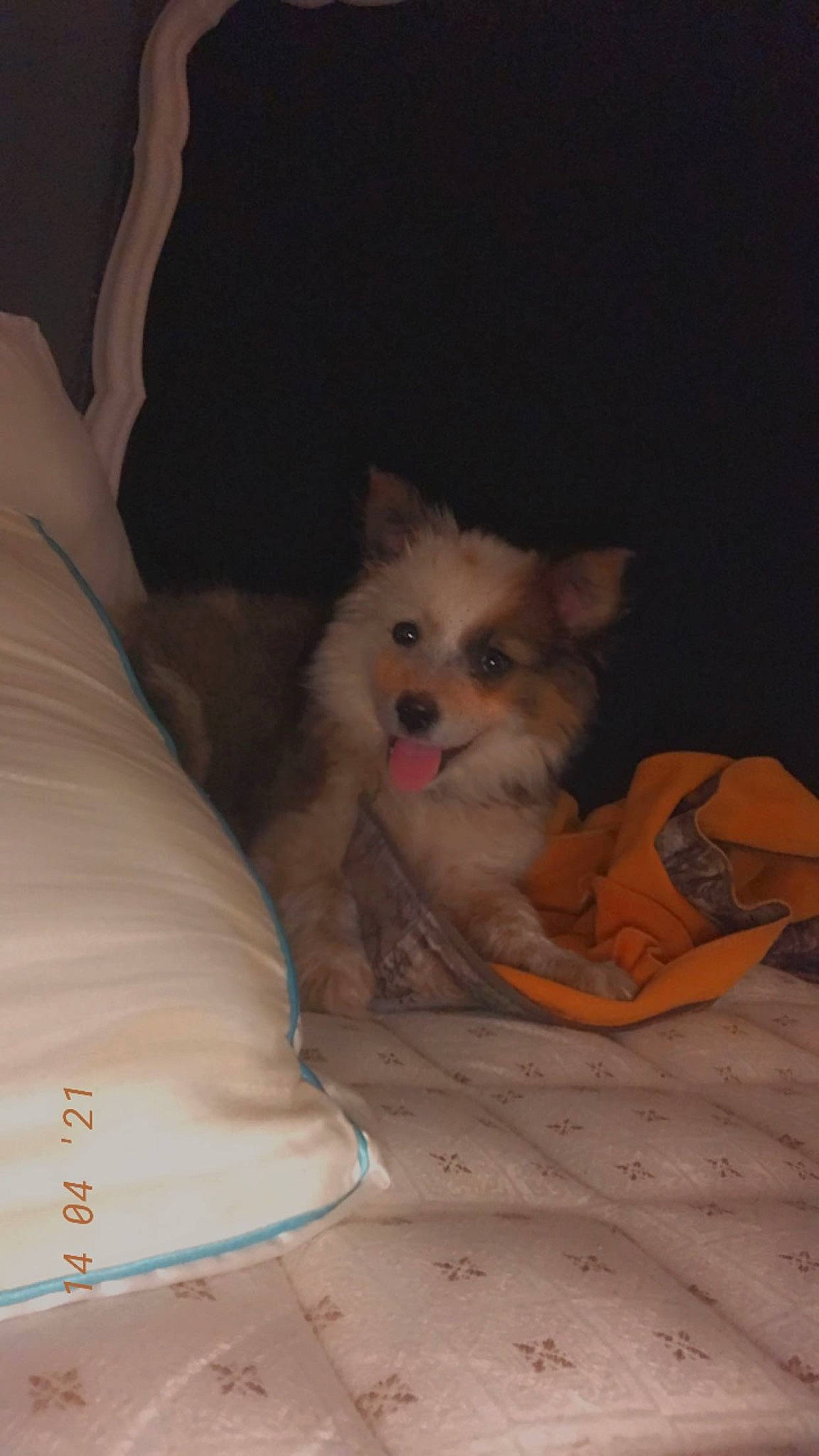 Sadie joined the competition — help win amazing prizes! canidae, carnivore, comfort, companion_dog, corgi_chihuahua, dog, dog_breed, dog_supply, fawn, fur, german_spitz, non_sporting_group, sitting, spitz, sporting_group, terrestrial_animal, toy_dog, volpino_italiano, whiskers, working_animal