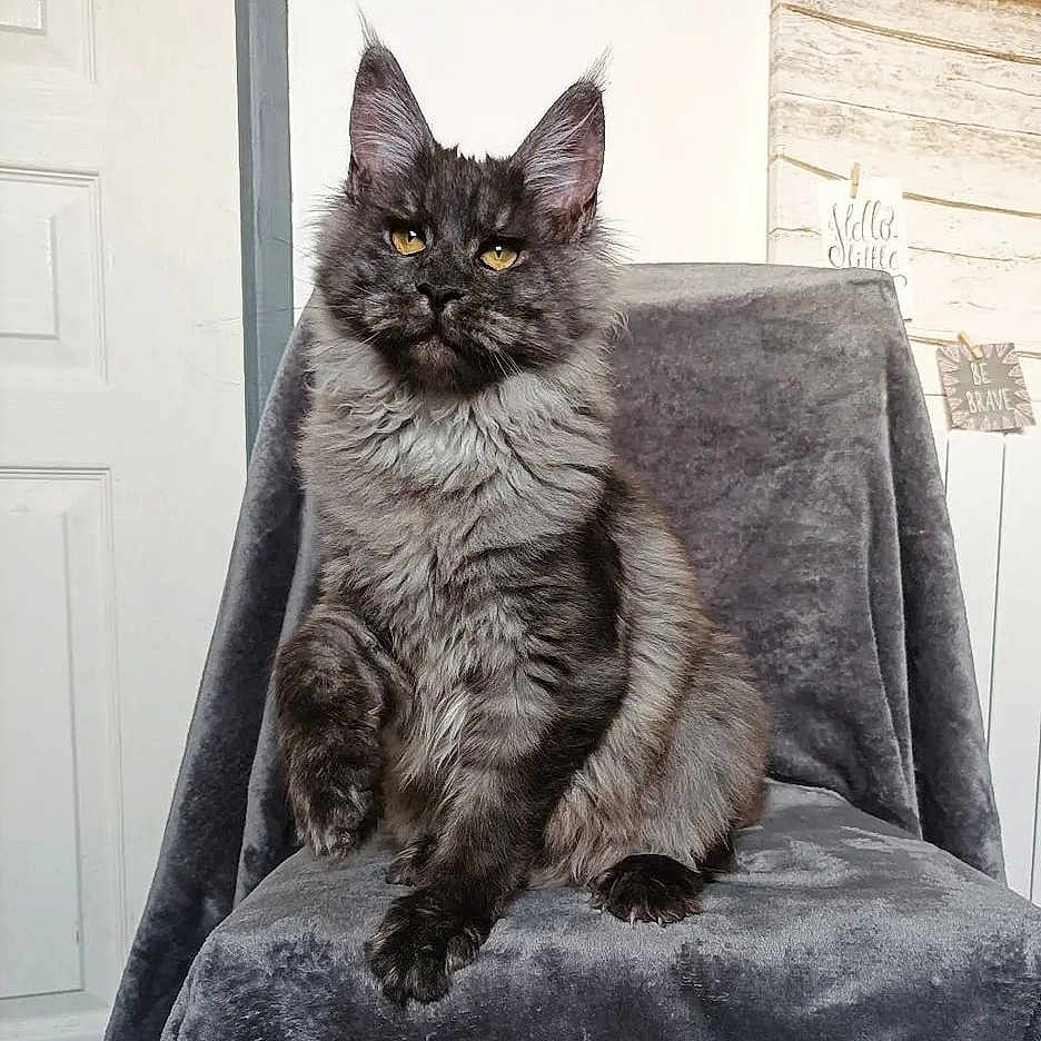 Félix