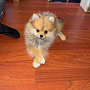 Nala is registered to the contest to win money with this photo: puppy, dog, pomeranian, floor, wooden_floor, indoor, pet, animal, small_dog, fluffy, cute, crossed_paws, brown, furniture, books, cords, corner, household, domestic, relaxing