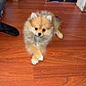 puppy, dog, pomeranian, floor, wooden_floor, indoor, pet, animal, small_dog, fluffy, cute, crossed_paws, brown, furniture, books, cords, corner, household, domestic, relaxing