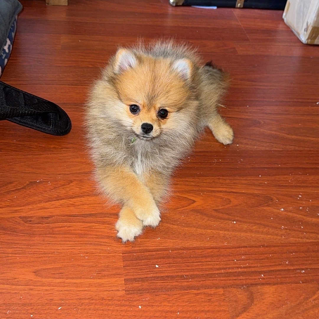 Nala is registered to the contest to win money with this photo: puppy, dog, pomeranian, floor, wooden_floor, indoor, pet, animal, small_dog, fluffy, cute, crossed_paws, brown, furniture, books, cords, corner, household, domestic, relaxing