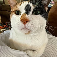 Cookie joined the competition — help win amazing prizes! animal, calico, cat, close_up, couch, cute, domestic, ears, eyes, feline, fur, household, indoor, living_room, nose, pet, pillow, relaxed, striped, whiskers