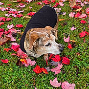 Cricket joined the competition — help win amazing prizes! dog, autumn, fall_leaves, grass, black_coat, outdoor, leaf_litter, nature, pet, curious, canine, seasonal, colorful, animal, greenery, park, leaf, brown_dog, fall_season, daylight